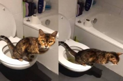 Viral Video of a cat using a Western toilet - Twitter Trending
