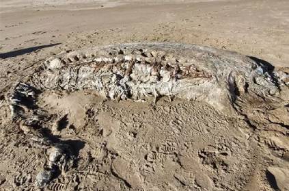 Wales 23-foot-long, 4,000-kilogram marine creature