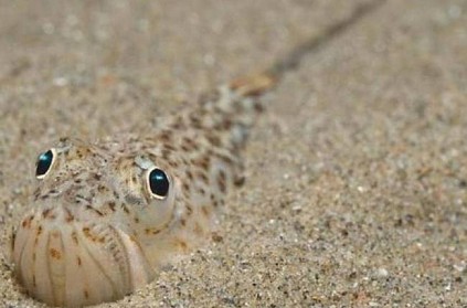 Weever fish found in beach sand has sting that knocks people