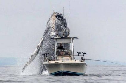 whale diving near fishing ship - photo goes viral