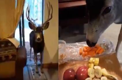 woman arrested for feeding deer with fruits breads