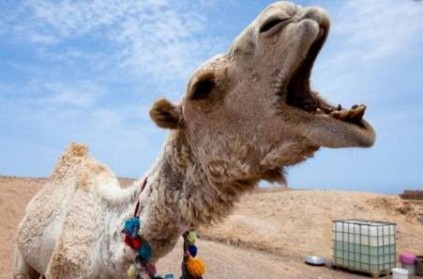 woman bites camels organ due to this reason goes viral