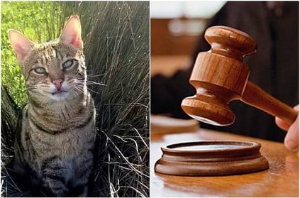 Woman wins Rs 95 lakhs after her cat was wrongly fined