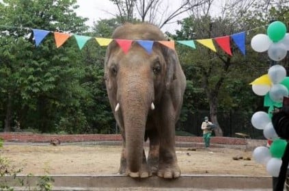world Loneliest elephant Kavan will be freed and flies to Cambodia