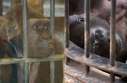 World saddest gorilla living in cage for 32 years
