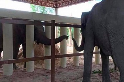 World\'s lonely elephant Kaavan makes new friend in Cambodia