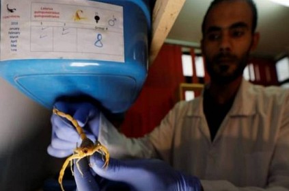 Young man farms scorpions for venom, builds export firm
