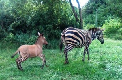 Zebra gives birth to rare baby after mating with a donkey