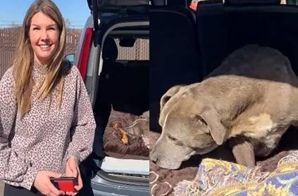 Zoey, the dog that went missing 12 years later, has been found