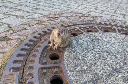 fat rat got stuck in a manhole cover rescued by 7 firefighters