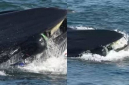 whale swallows a see diver and spat out within a second- bizarre video