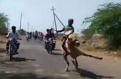 9 year old boy performs horse stunt to feed family