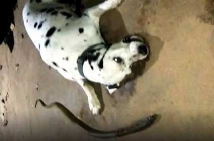 Dog dies while fighting with snake to save master’s family