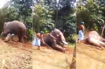 temple elephant ,being mercilessly beaten up in thrissur