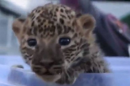 WATCH: 9 week old leopard reunion with mother, Video goes viral