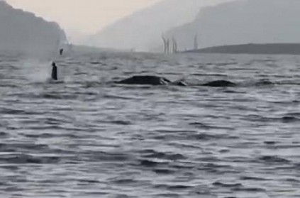 Elephant family swimming across the Periyar river Viral Video