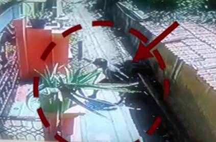 chennai man beaten up a dog in a brutal manner goes bizarre in CCTV