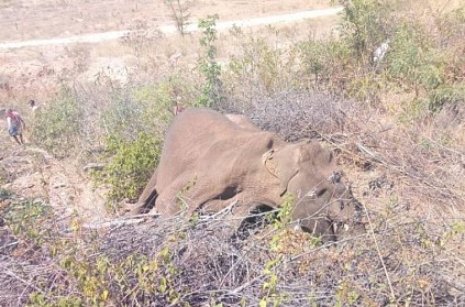 Elephant has died due to without food and water in erode