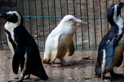 Albino affected Rare Penguin is born in the world