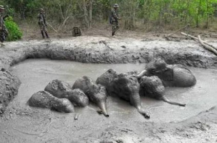 Baby Elephants trapped in a muddy pit for days have been rescued