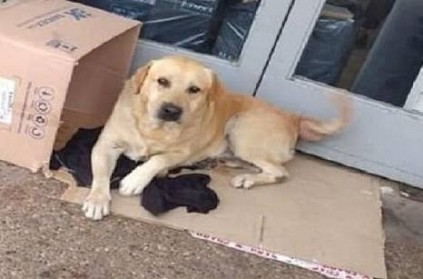 dog waits for its owner in front of hospital goes heartwarming