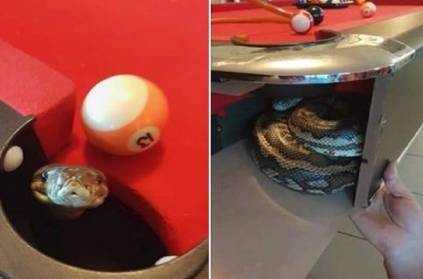 Huge Python Found Inside Pool Table, Reptile Shocks Players