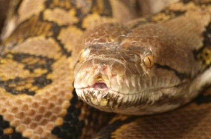 man stolen the python by keeping in his pant from the pet shop