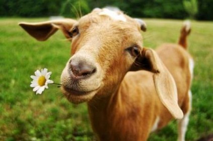 US town elects goat as mayor