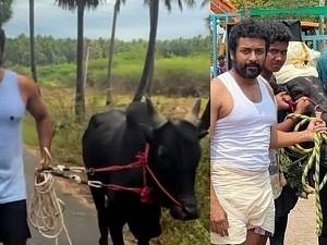 Actor surya walking with a bull new year wish viral video