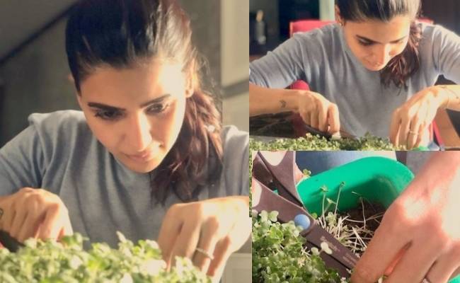 நடிகை சமந்தா வீட்டில் செய்த சூப்பர் வேலை | actress samantha shares her home gardening in instagram