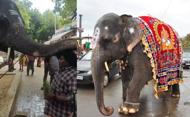 Elephant Lakshmi Blessing Yogi Babu viral THROWBACK video