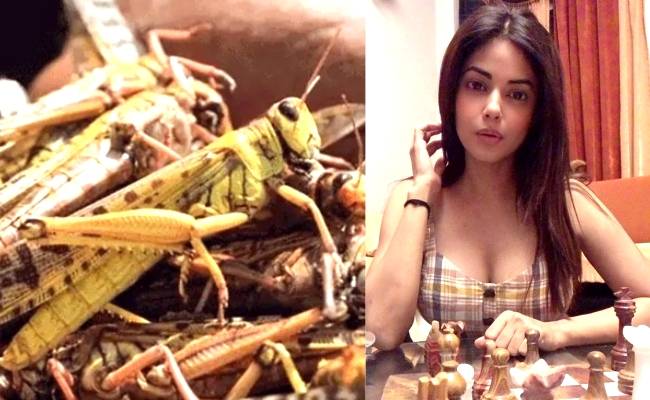 பிரபல நடிகை கோபம் வெட்டுக்கிளிகளை உயிருடன் சாப்பிட்ட நபர்Popular actress slams man eating locust Ft Meera Chopra