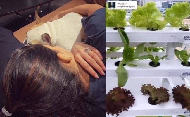 Samantha shares an instagram post that roof garden is her hobby