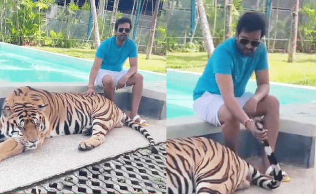 Santhanam Touches Tiger tail Viral reaction video
