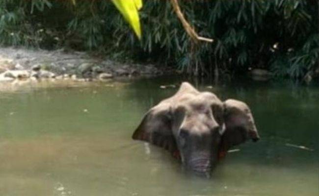 varalakshmi sarathkumar tweets corona gets elephant killers